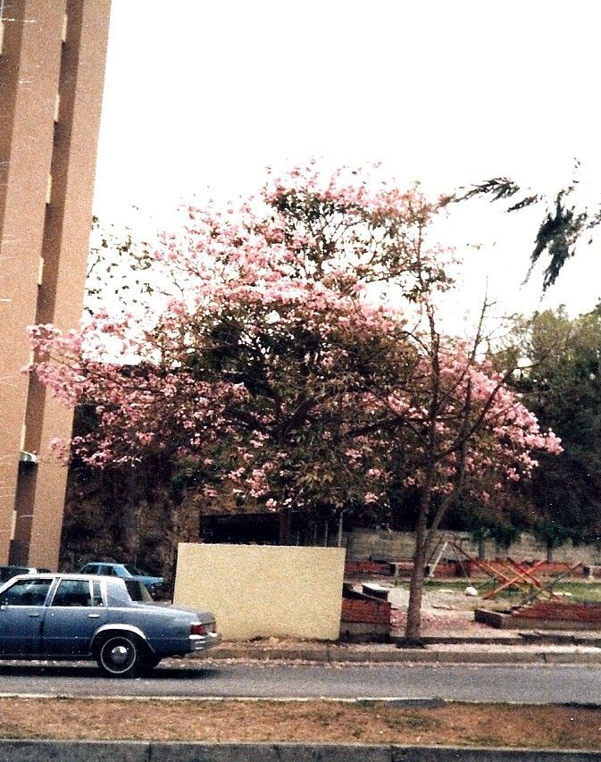 Maculís en flor junto a un edificio y una calle, con un coche estacionado.