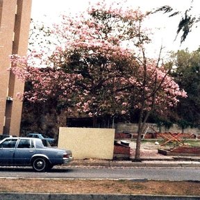 Maculís en flor junto a un edificio y una calle, con un coche estacionado.
