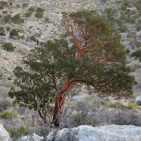Madroño de tronco rojizo y retorcido creciendo entre rocas en una ladera seca.