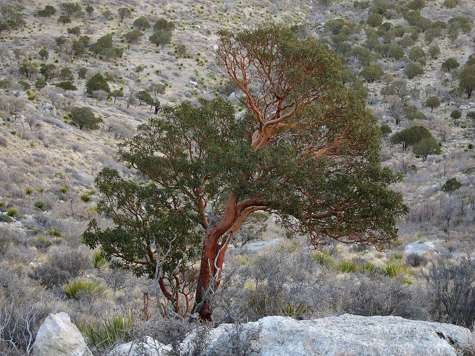 Madroño de tronco rojizo y retorcido creciendo entre rocas en una ladera seca.