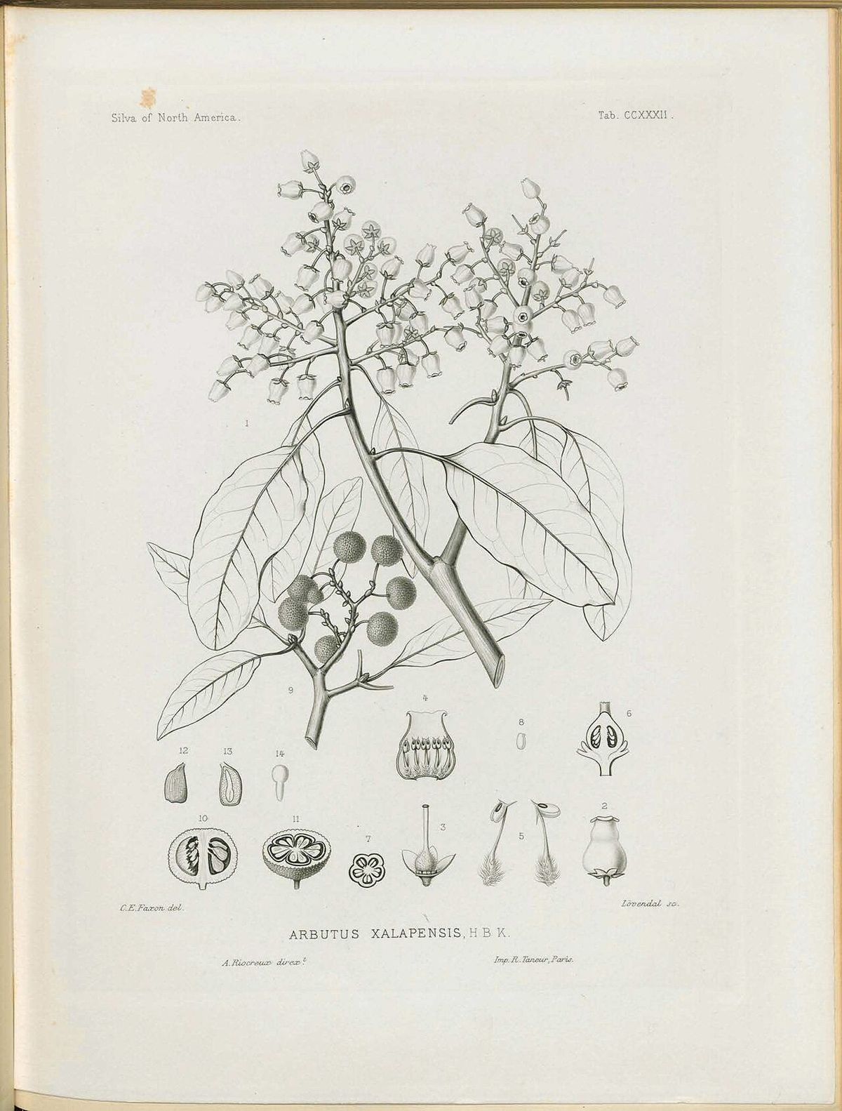 Grabado a línea del madroño con la hoja, la panícula de flores y los frutos.