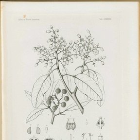 Grabado a línea del madroño con la hoja, la panícula de flores y los frutos.