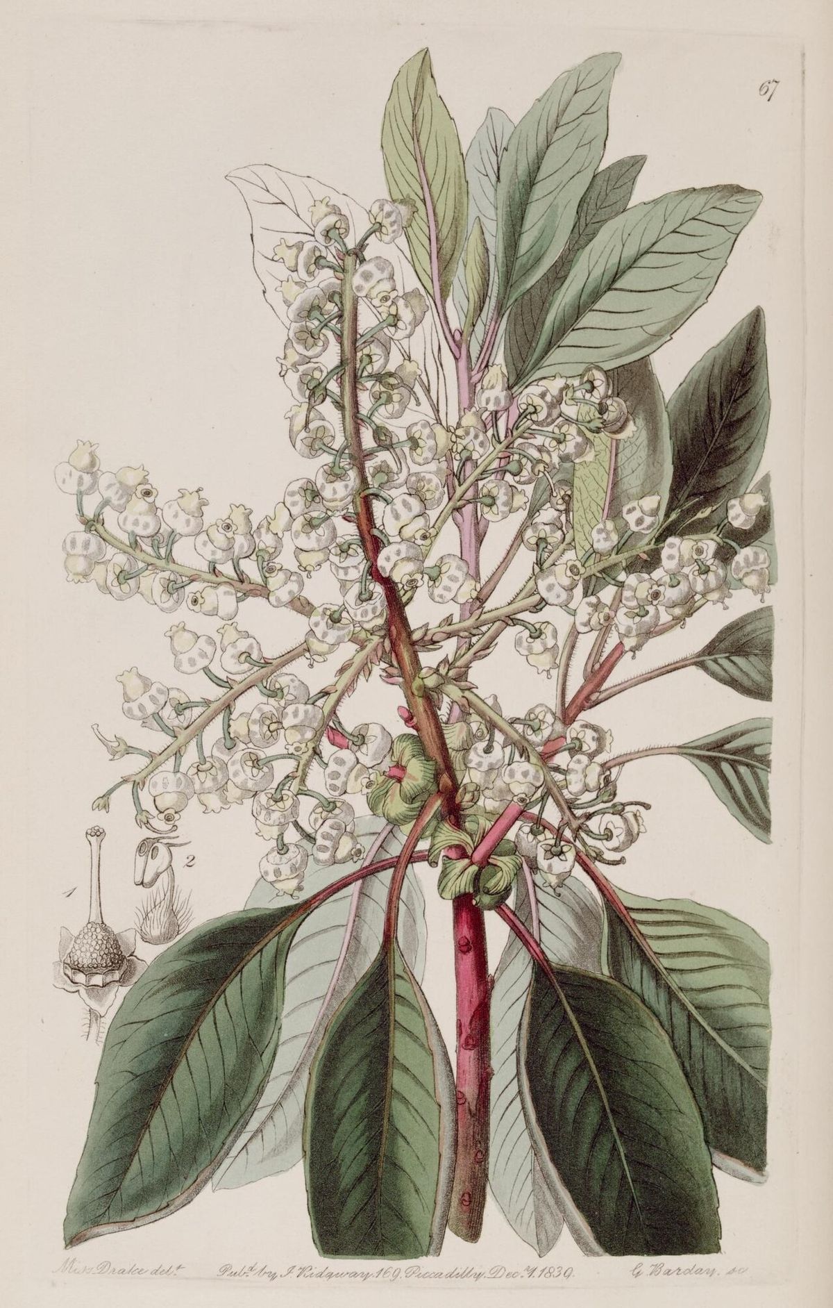 Lámina botánica coloreada del madroño con las flores blancas en panícula.