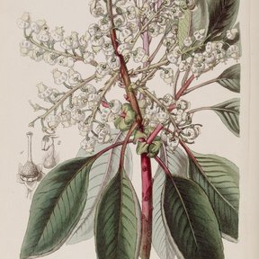 Lámina botánica coloreada del madroño con las flores blancas en panícula.