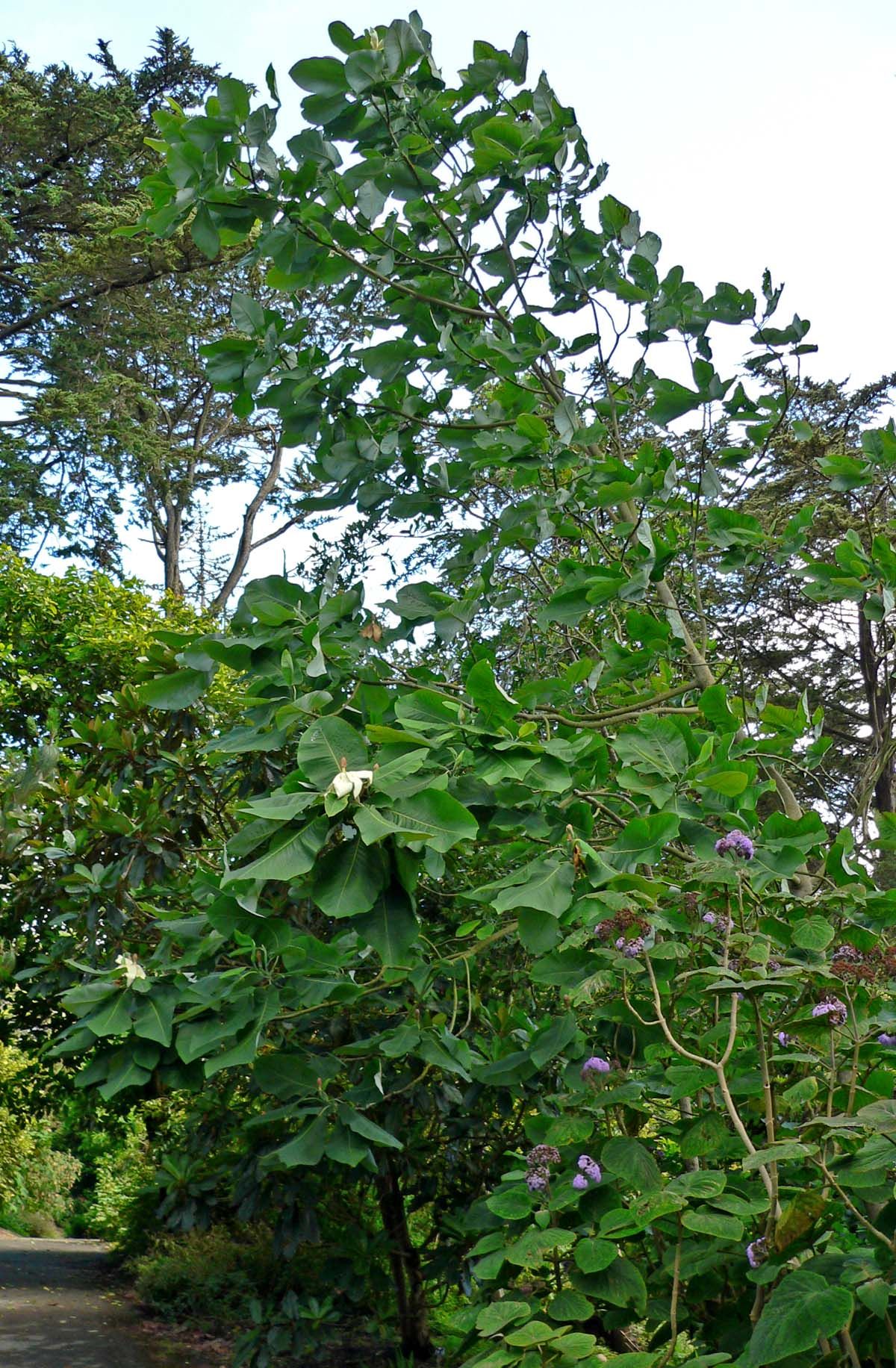Magnolia de hojas grandes y copa abierta creciendo en un jardín arbolado.