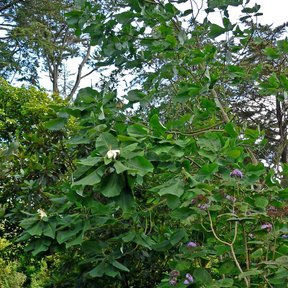 Magnolia de hojas grandes y copa abierta creciendo en un jardín arbolado.