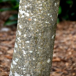 Tronco claro y moteado de una magnolia sobre un cantero de corteza.