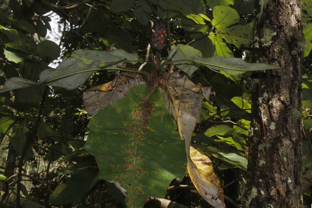 Hojas enormes de magnolia colgando en el sotobosque, con un fruto rojizo.