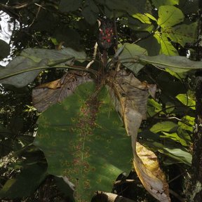 Hojas enormes de magnolia colgando en el sotobosque, con un fruto rojizo.