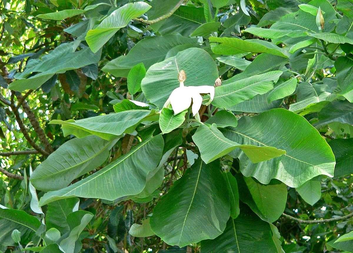 Flor blanca de magnolia abriéndose entre las hojas grandes y nervadas.