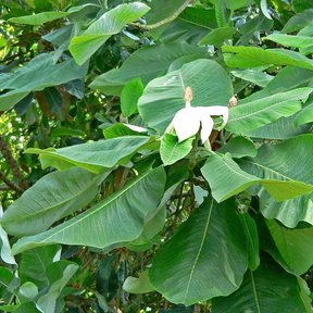 Flor blanca de magnolia abriéndose entre las hojas grandes y nervadas.