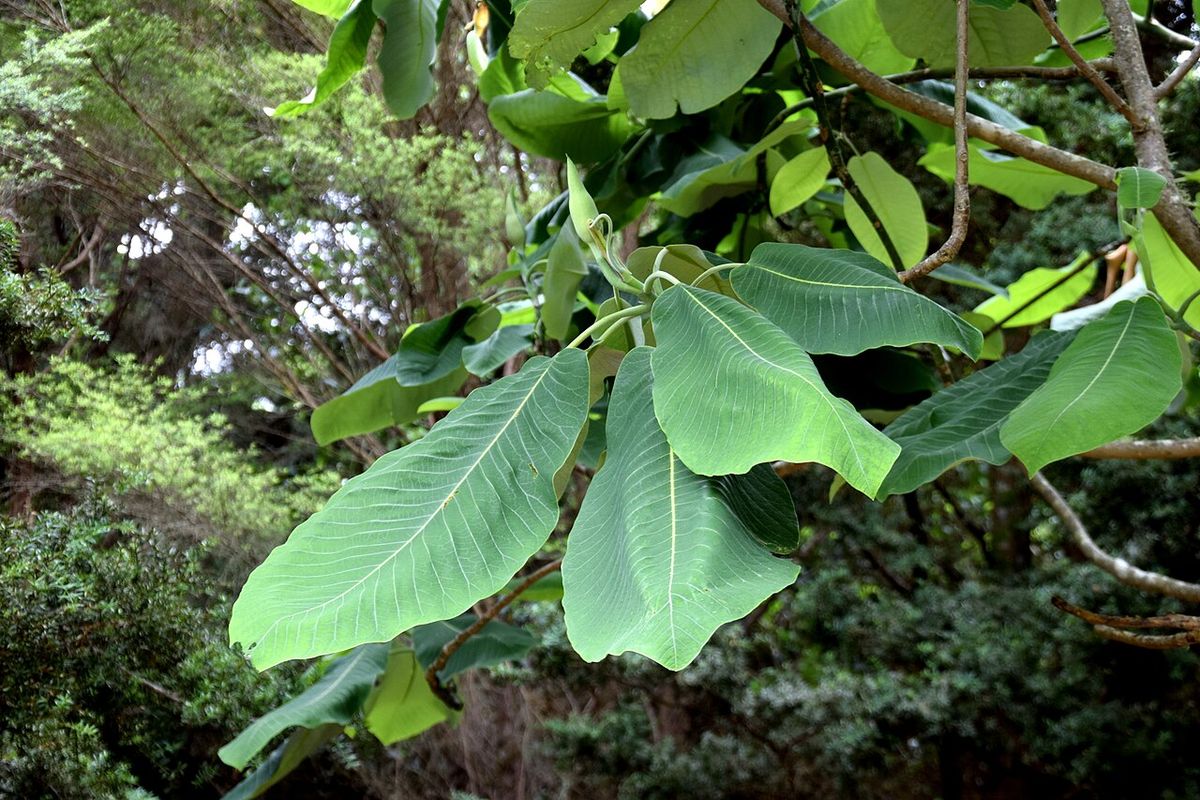 Hojas grandes y claras de magnolia extendidas sobre el follaje del bosque.