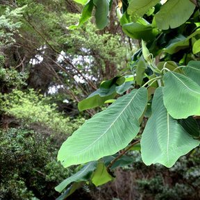 Hojas grandes y claras de magnolia extendidas sobre el follaje del bosque.