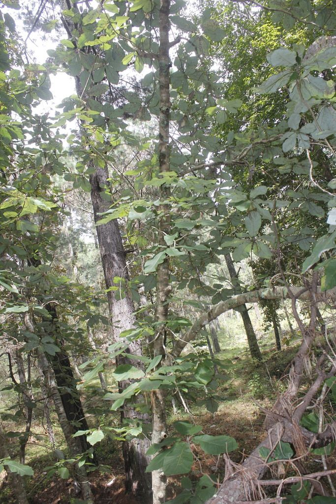 Magnolia de hojas anchas creciendo entre troncos altos en un bosque húmedo.