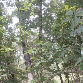 Magnolia de hojas anchas creciendo entre troncos altos en un bosque húmedo.