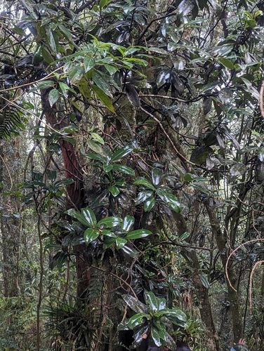 Magnolia de hojas lustrosas creciendo entre helechos en un bosque de niebla.