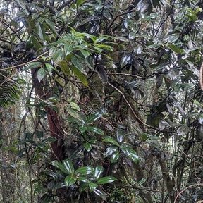 Magnolia de hojas lustrosas creciendo entre helechos en un bosque de niebla.