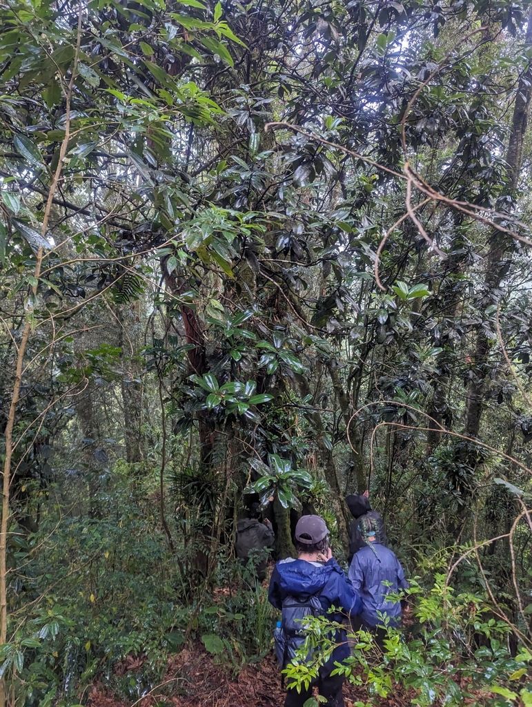 Dos personas de espaldas caminando entre los árboles de un bosque húmedo.