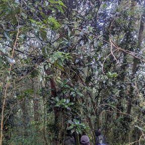 Dos personas de espaldas caminando entre los árboles de un bosque húmedo.
