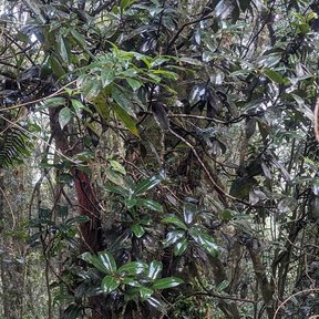 Magnolia de tronco delgado y hojas anchas dentro del bosque de niebla.