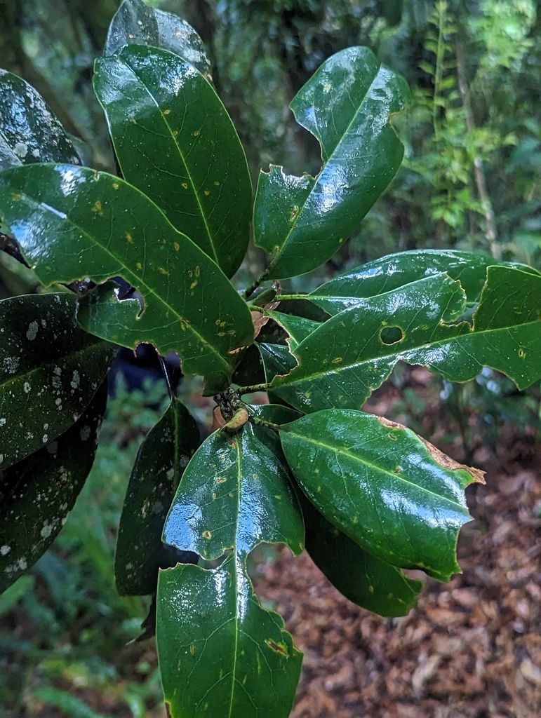 Hojas de magnolia mojadas por la niebla, agrupadas en la punta de la rama.