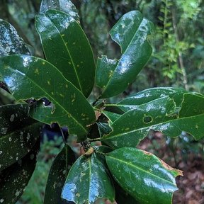 Hojas de magnolia mojadas por la niebla, agrupadas en la punta de la rama.