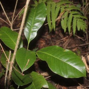 Hojas alargadas de magnolia sobre la hojarasca del suelo del bosque.