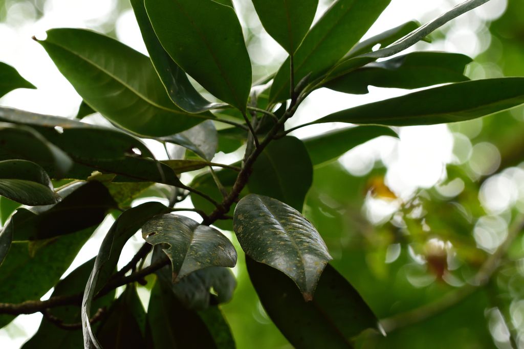 Follaje de magnolia visto a contraluz entre las ramas contra el cielo.