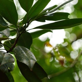 Follaje de magnolia visto a contraluz entre las ramas contra el cielo.