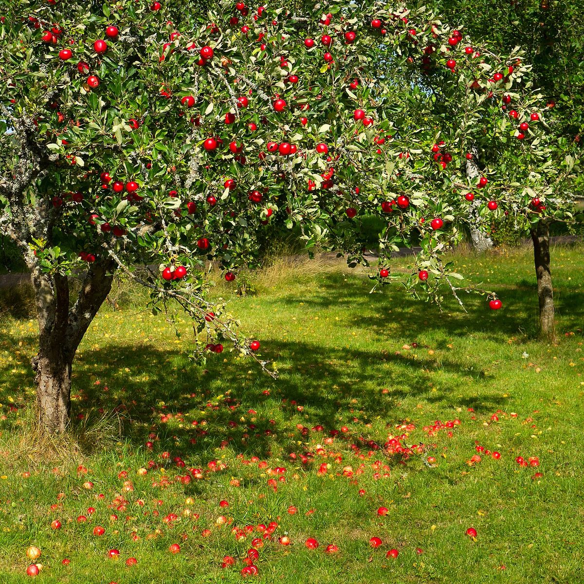 Manzano cargado de fruta roja, con las manzanas caídas sobre el pasto.