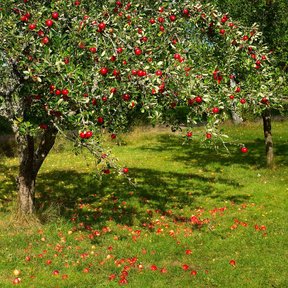 Manzano cargado de fruta roja, con las manzanas caídas sobre el pasto.