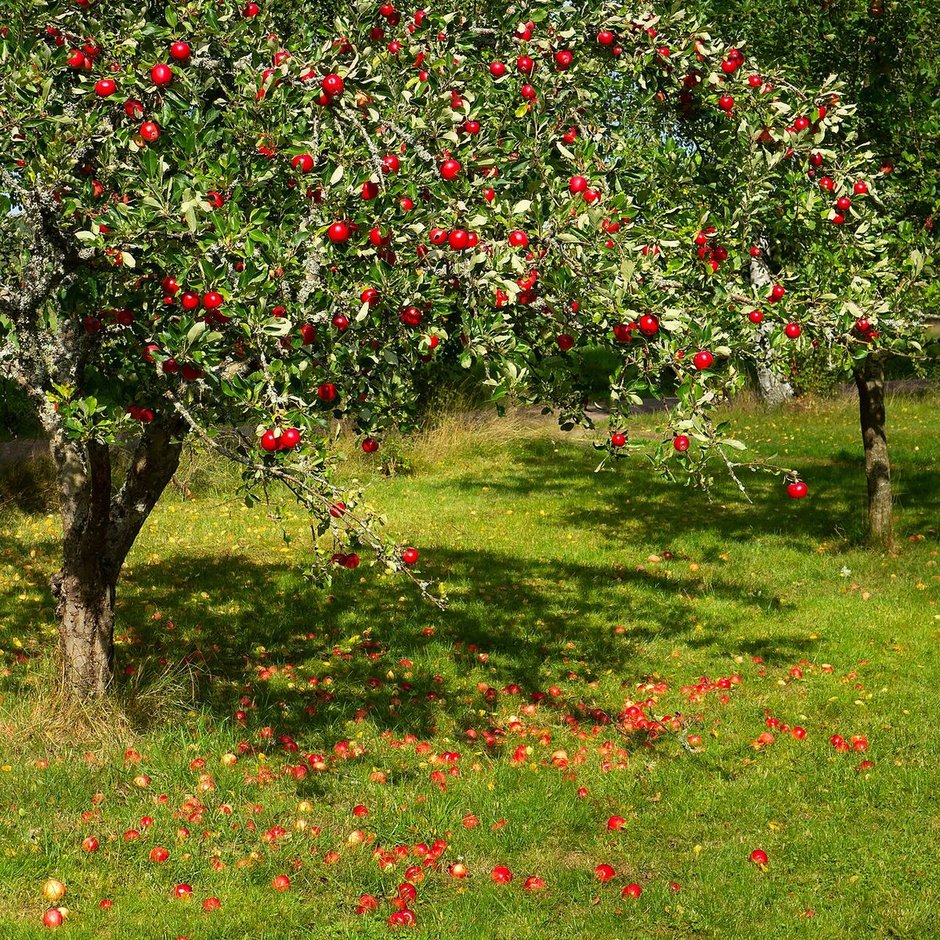 Manzano cargado de fruta roja, con las manzanas caídas sobre el pasto.
