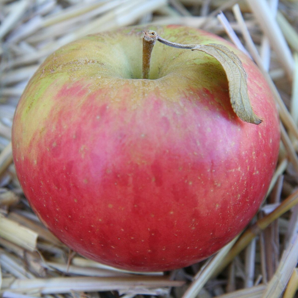 Una manzana rosada con su hoja apoyada sobre un lecho de paja.