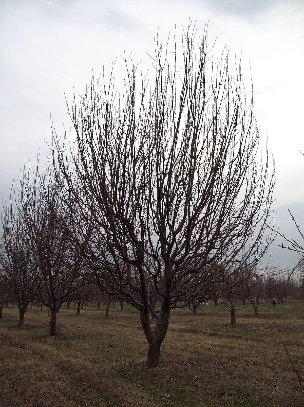 Huerta de manzanos con las ramas desnudas en invierno, bajo un cielo gris.