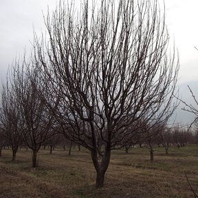 Huerta de manzanos con las ramas desnudas en invierno, bajo un cielo gris.