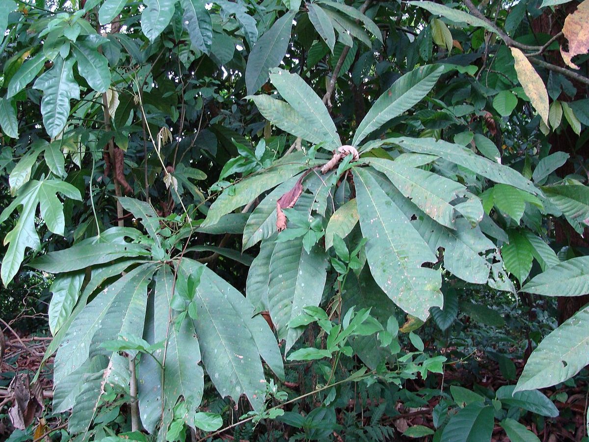 Hojas grandes de mamey agrupadas en la punta de las ramas.