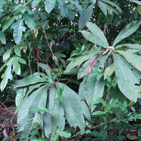 Hojas grandes de mamey agrupadas en la punta de las ramas.