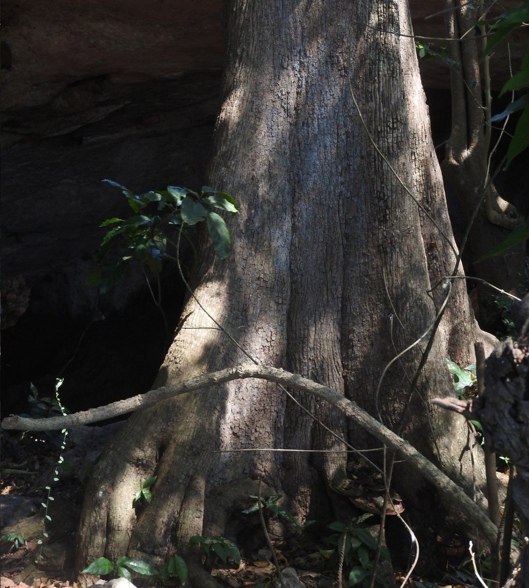 Base ensanchada y acanalada del tronco de un mamey viejo en la selva.