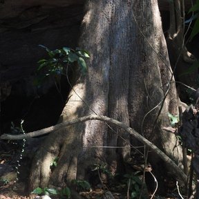 Base ensanchada y acanalada del tronco de un mamey viejo en la selva.