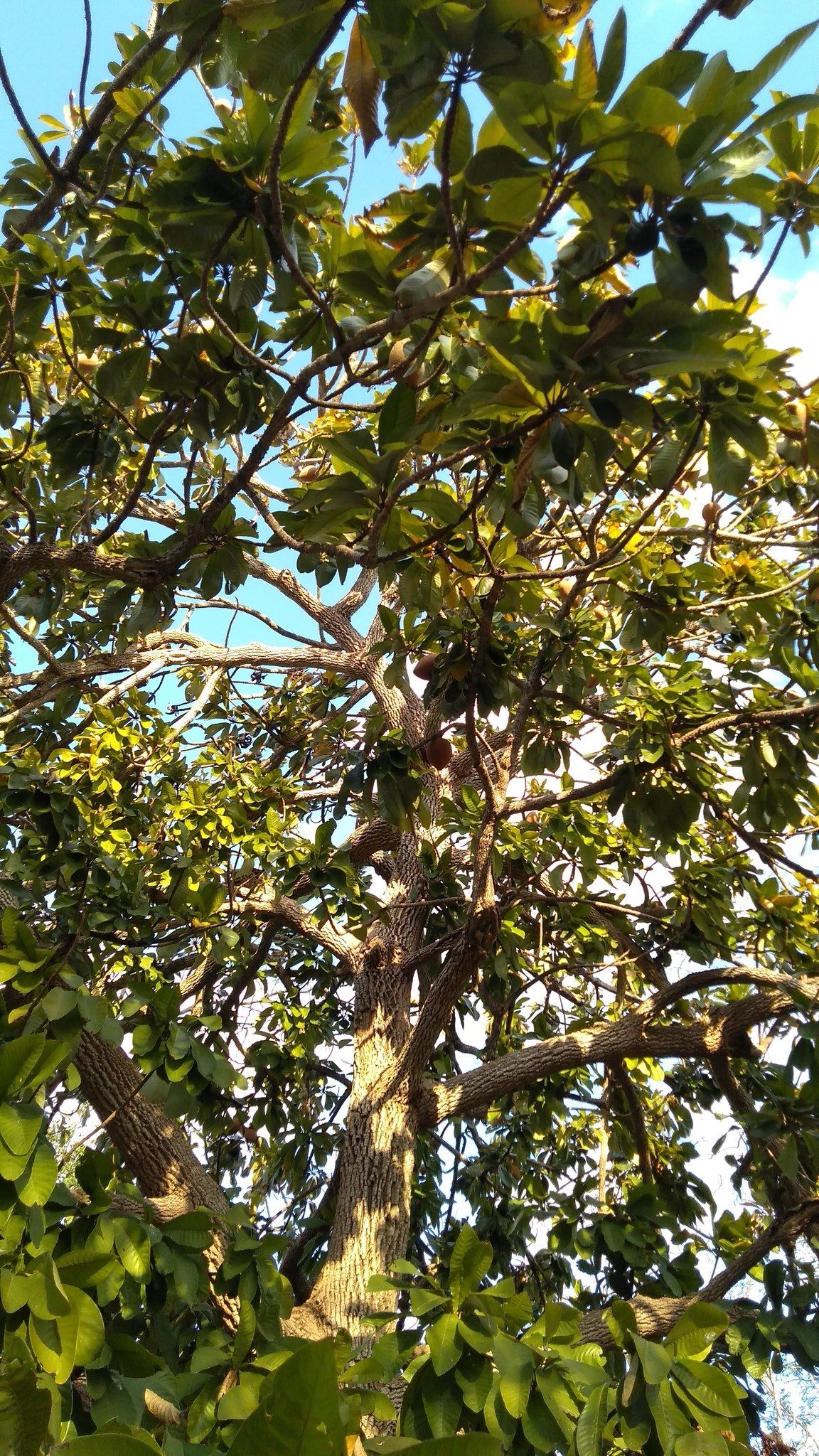 Frutos pardos de mamey colgando entre el follaje contra el cielo.