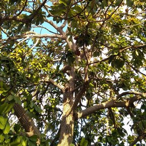 Frutos pardos de mamey colgando entre el follaje contra el cielo.