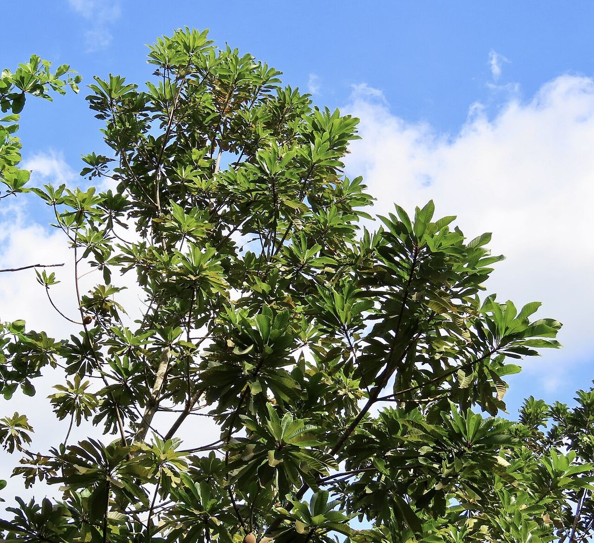 Copa de mamey con las hojas agrupadas en las puntas, contra un cielo azul.