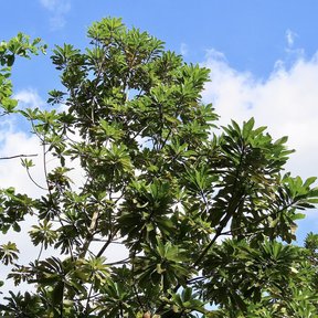 Copa de mamey con las hojas agrupadas en las puntas, contra un cielo azul.