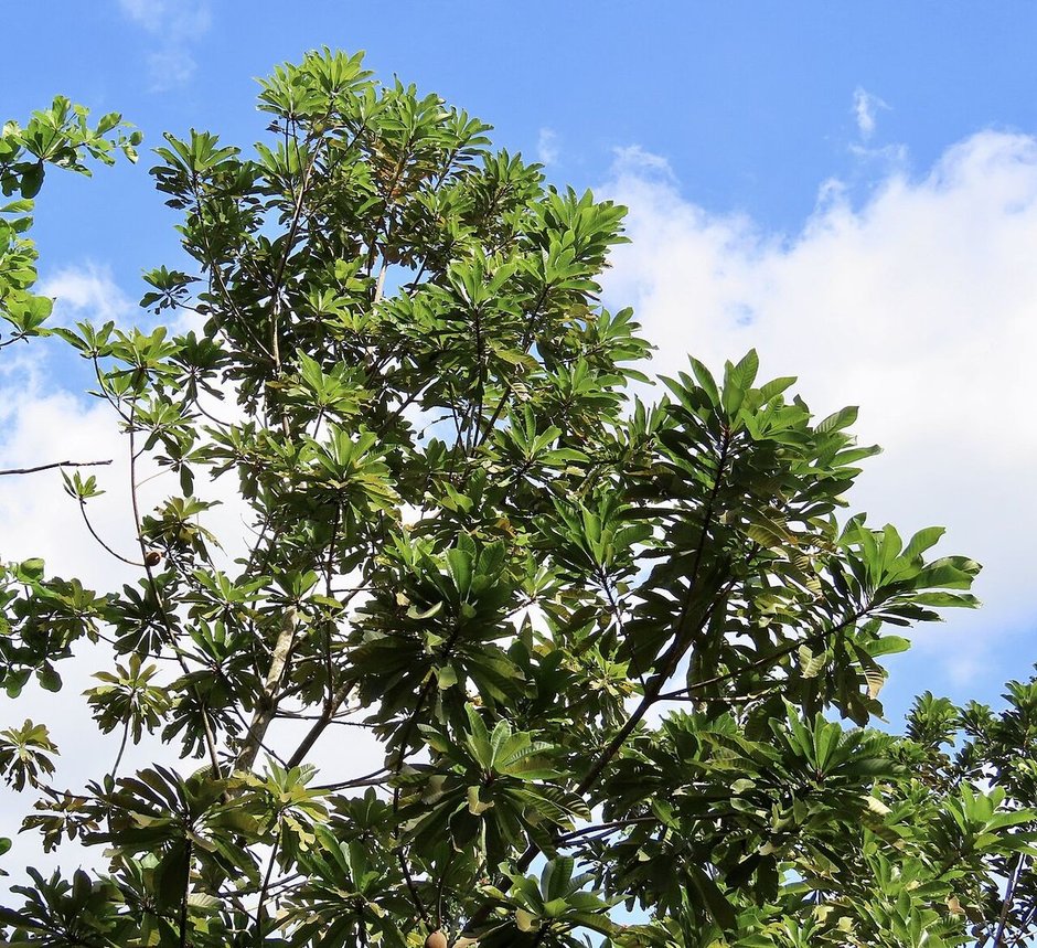 Copa de mamey con las hojas agrupadas en las puntas, contra un cielo azul.