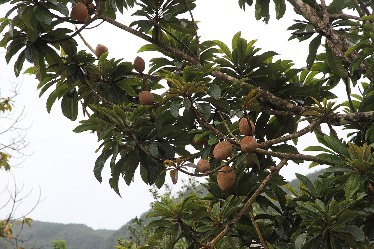 Ramas de mamey cargadas de fruta parda vistas desde abajo.