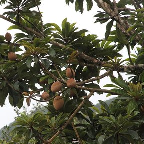 Ramas de mamey cargadas de fruta parda vistas desde abajo.