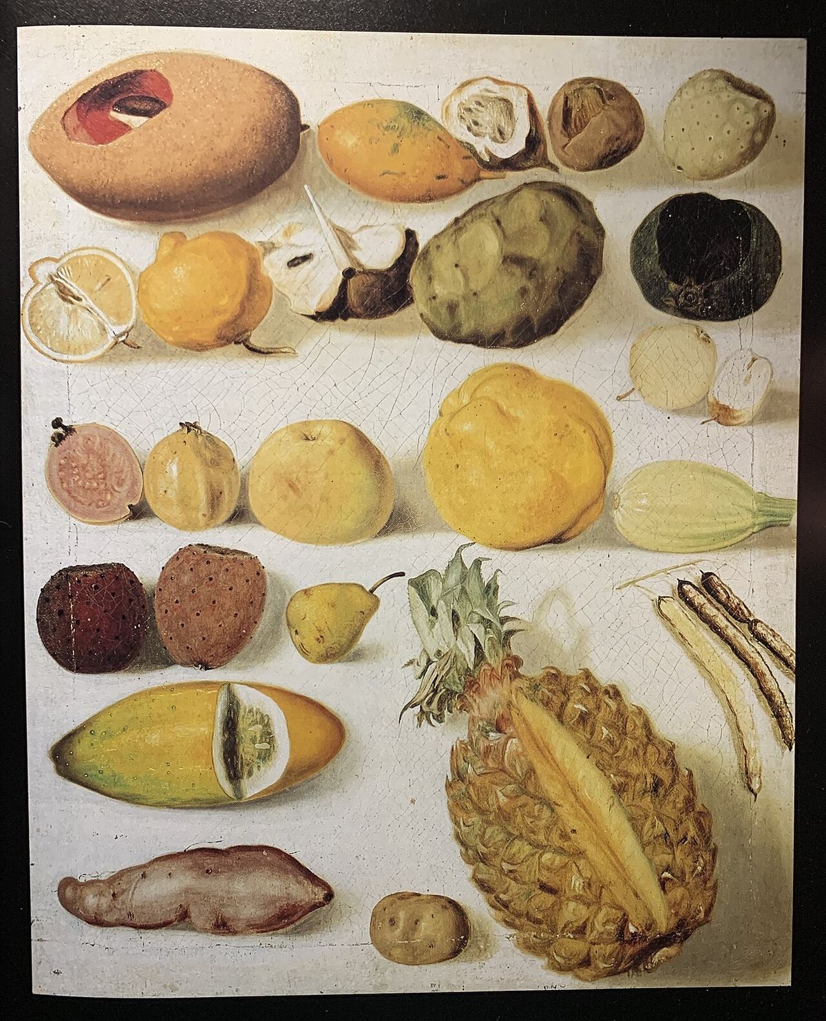 Pintura antigua con frutas tropicales acomodadas en hileras, entre ellas el mamey.