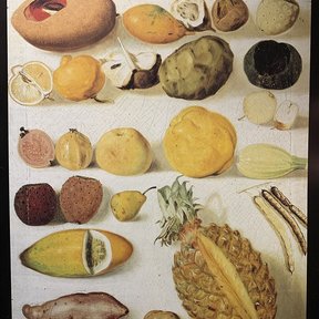 Pintura antigua con frutas tropicales acomodadas en hileras, entre ellas el mamey.