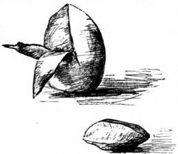 Dibujo a línea de un mamey partido y de su semilla, sobre fondo blanco.
