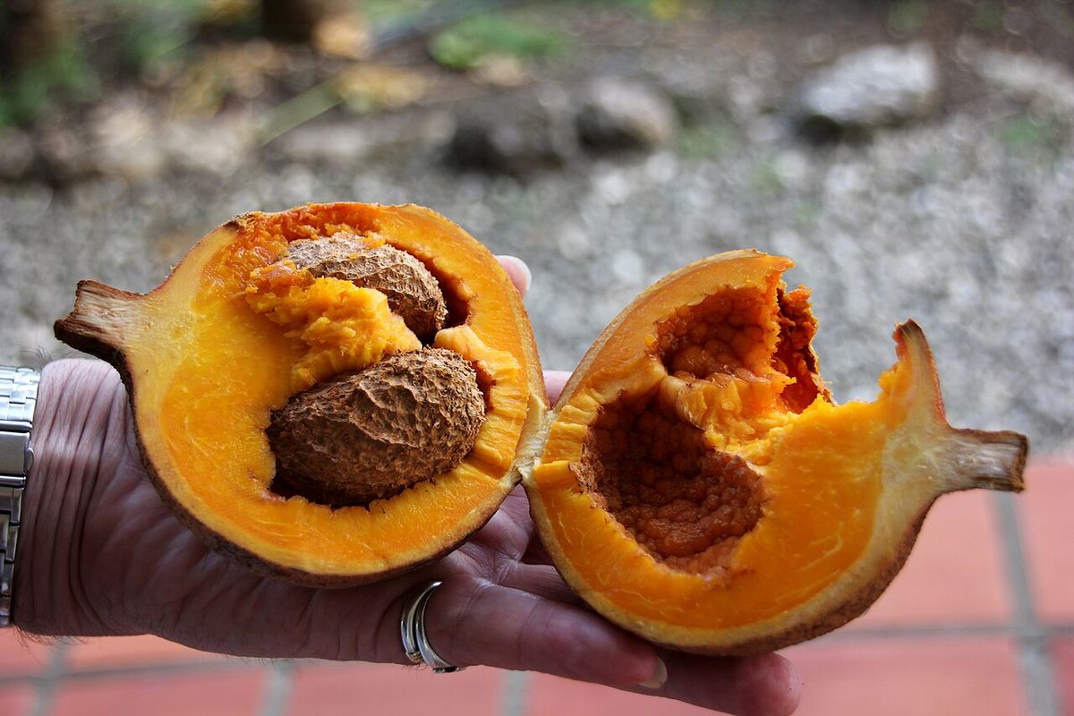 Una mano sostiene un zapote de Santo Domingo partido, con la pulpa anaranjada.